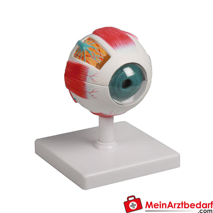 Erler Zimmer Modelo de olho, 4 vezes o tamanho natural, 6 partes - EZ Augmented Anatomy