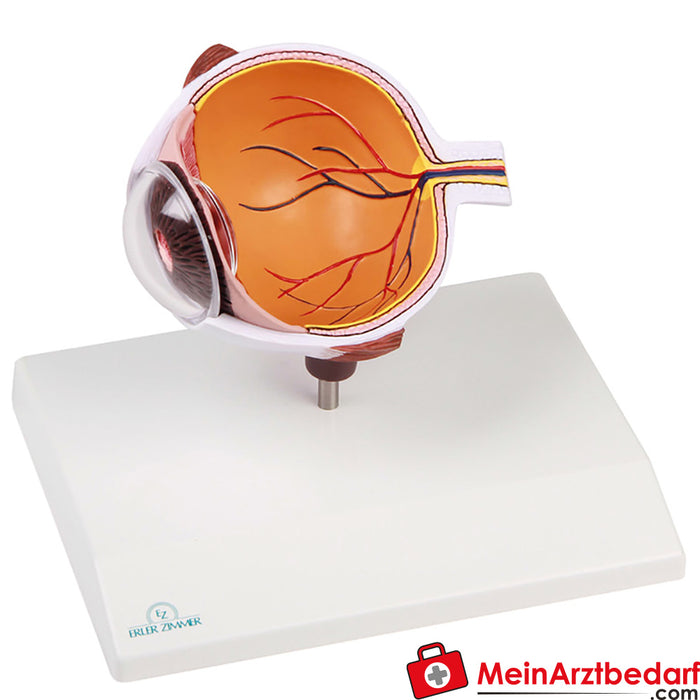 Erler Zimmer Eye half, enlarged - EZ Augmented Anatomy