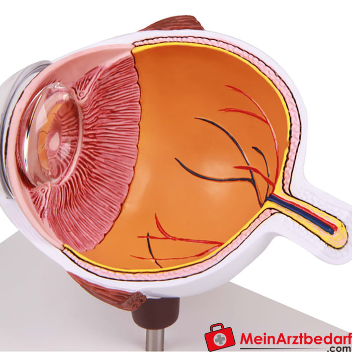 Erler Zimmer Gözün yarısı, büyütülmüş - EZ Augmented Anatomy