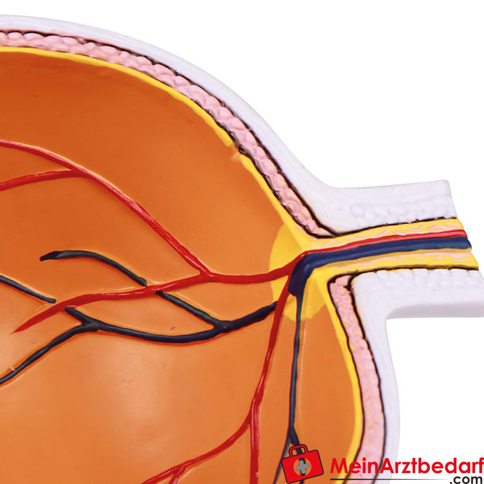 Erler Zimmer Gözün yarısı, büyütülmüş - EZ Augmented Anatomy