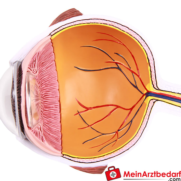 Erler Zimmer Eye half, enlarged - EZ Augmented Anatomy