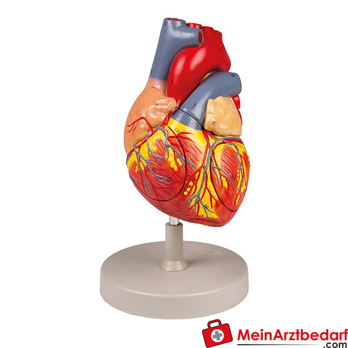Modelo de corazón de Erler Zimmer, 2 veces su tamaño natural, 4 partes