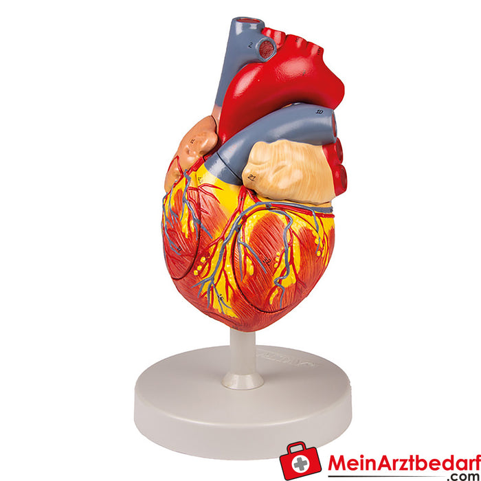 Erler Zimmer 心脏模型，2 倍生活大小，4 个部分