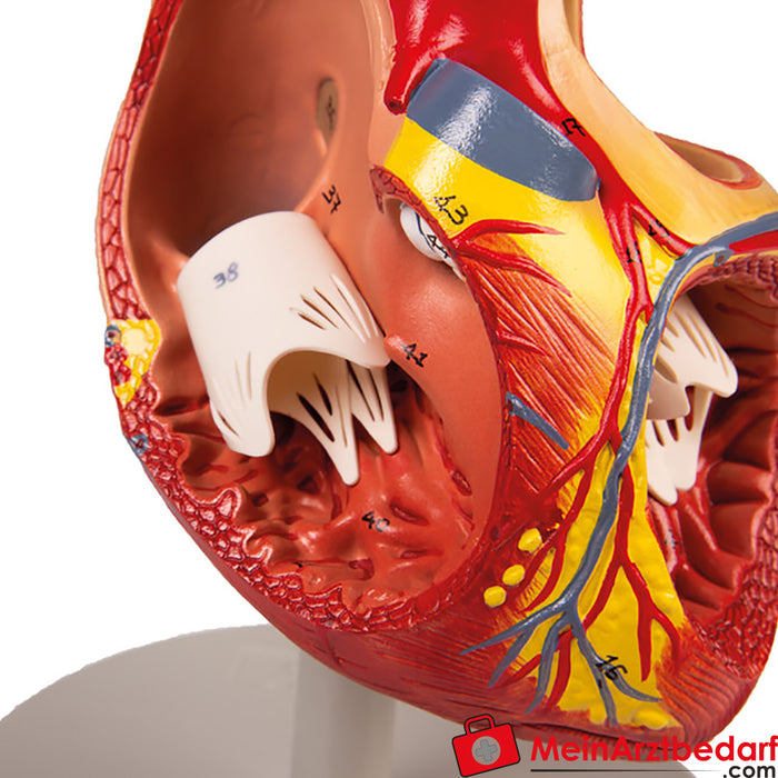 Erler Zimmer Modelo de coração, 2 vezes o tamanho natural, 4 partes