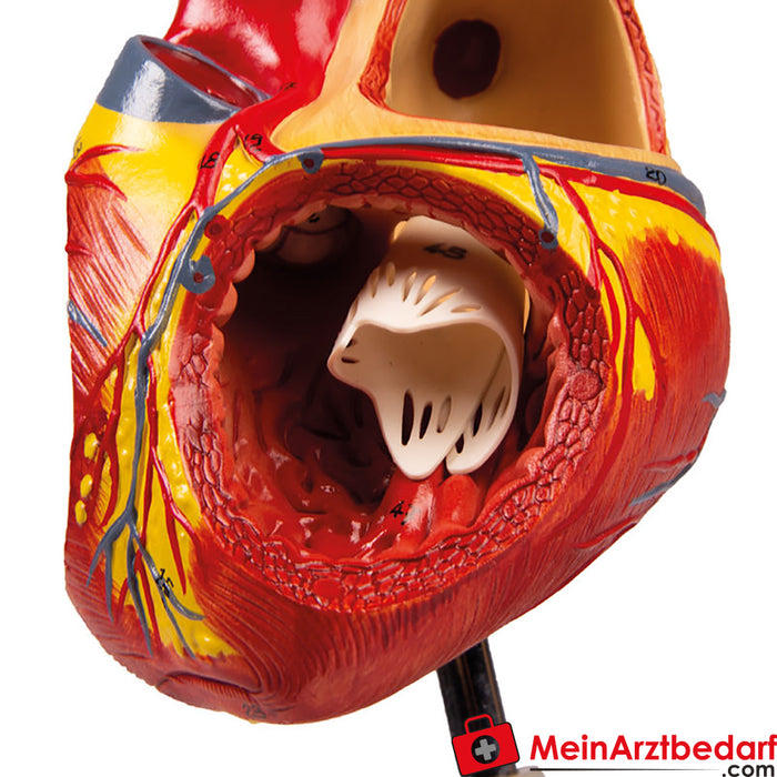 Erler Zimmer Modello di cuore, 2 volte a grandezza naturale, 4 parti