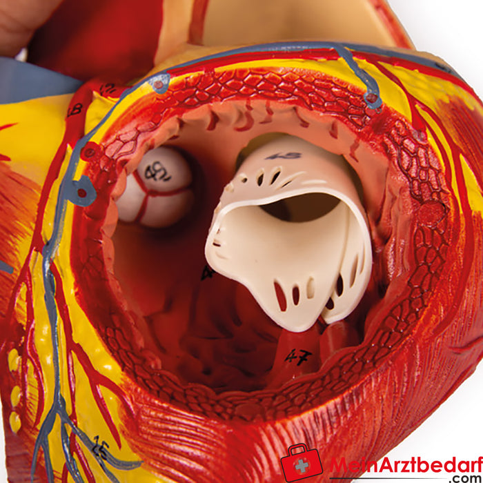 Erler Zimmer kalp modeli, 2 kat gerçek boyutunda, 4 parça
