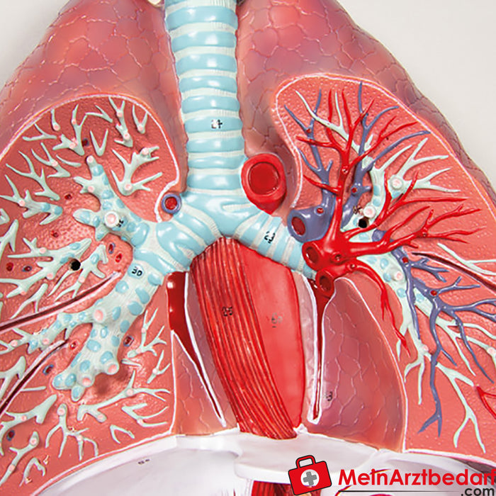 Erler Zimmer pulmones, corazón y laringe, 7 partes