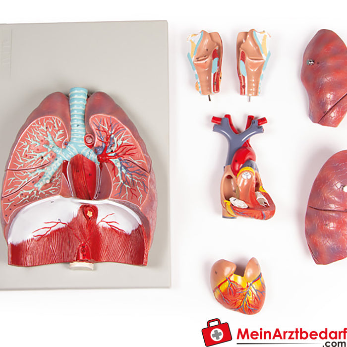 Erler Zimmer pulmones, corazón y laringe, 7 partes