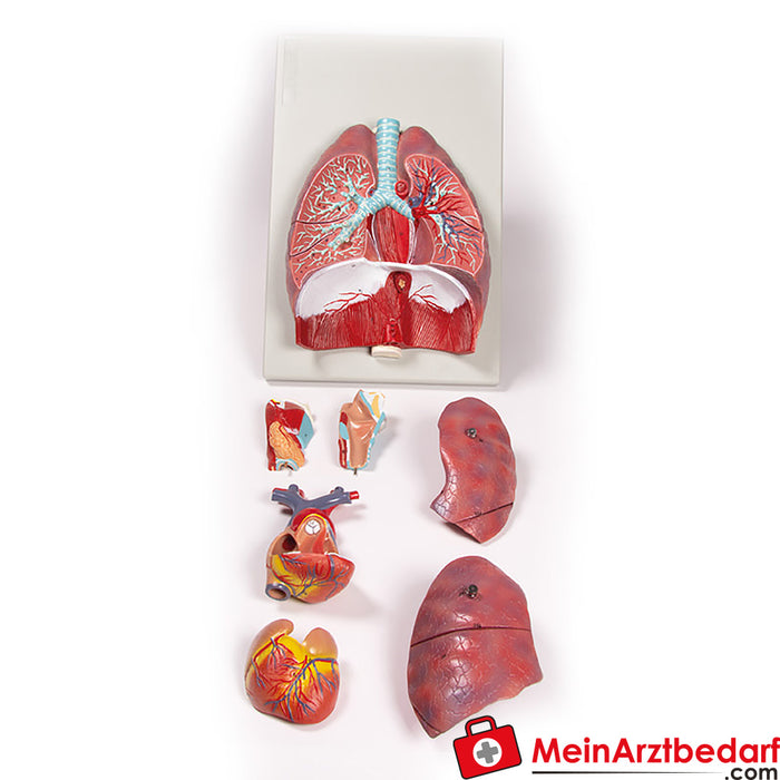 Erler Zimmer pulmones, corazón y laringe, 7 partes