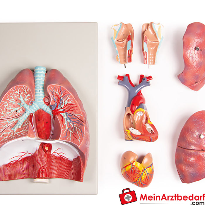 Erler Zimmer pulmones, corazón y laringe, 7 partes