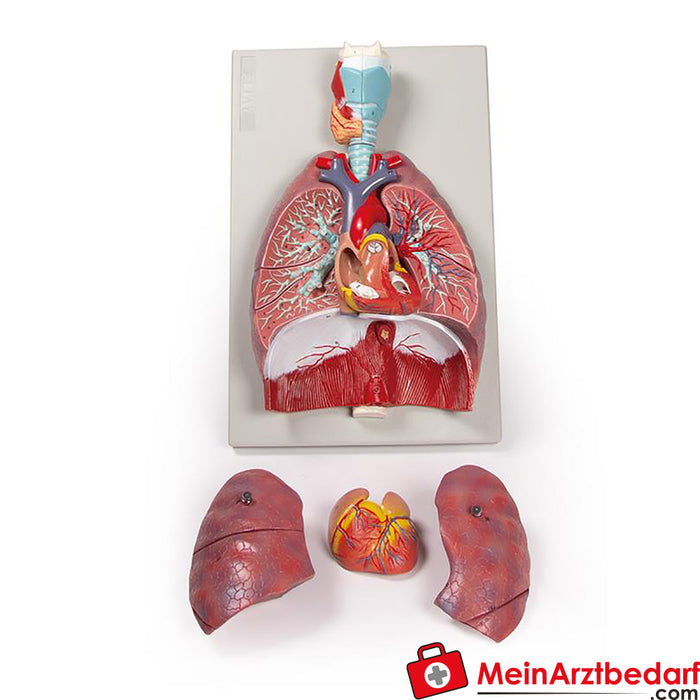 Erler Zimmer pulmones, corazón y laringe, 7 partes