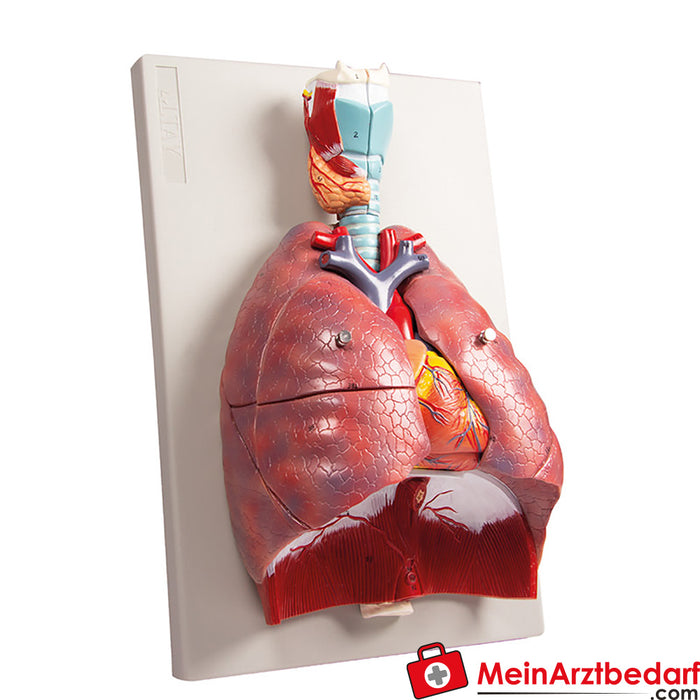 Erler Zimmer Lungs, heart and larynx, 7 parts