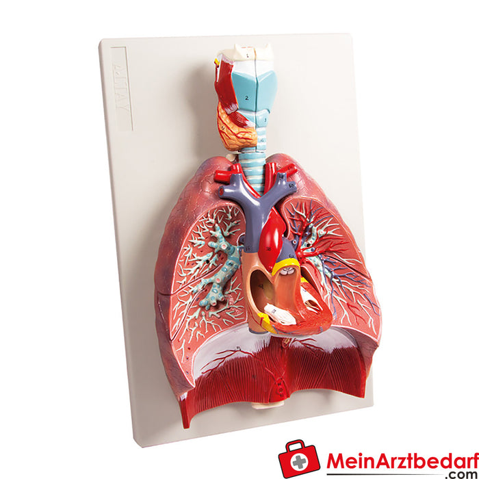 Erler Zimmer pulmones, corazón y laringe, 7 partes