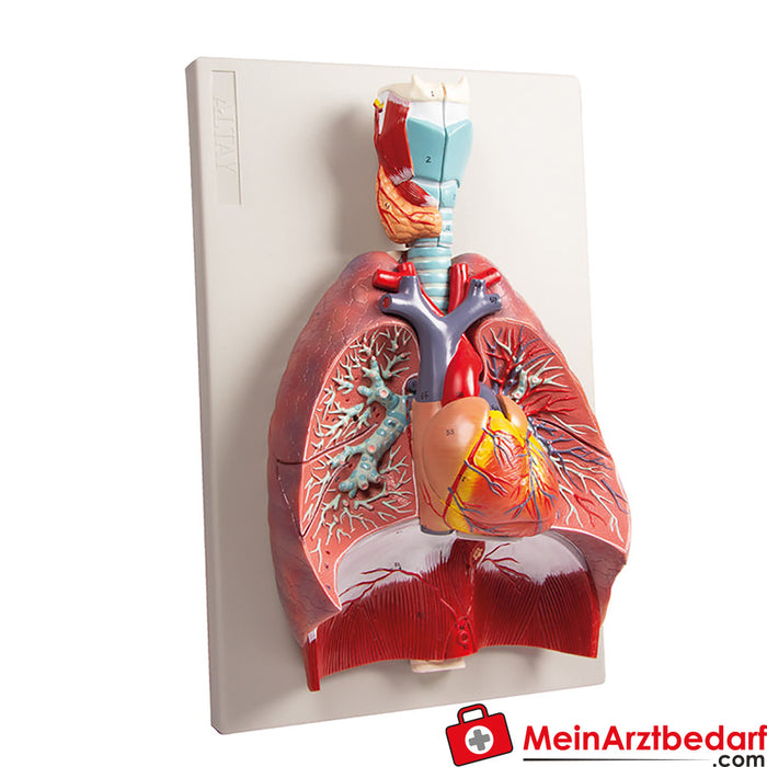 Erler Zimmer 肺、心和喉，7 个部分