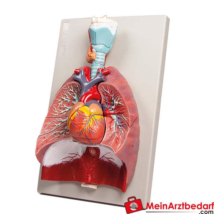 Erler Zimmer Lungs, heart and larynx, 7 parts