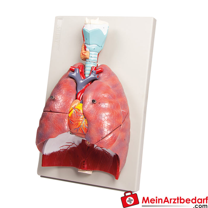 Erler Zimmer pulmones, corazón y laringe, 7 partes