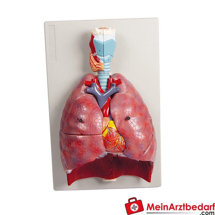 Erler Zimmer pulmones, corazón y laringe, 7 partes