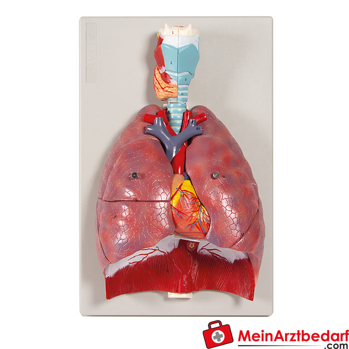 Erler Zimmer pulmones, corazón y laringe, 7 partes