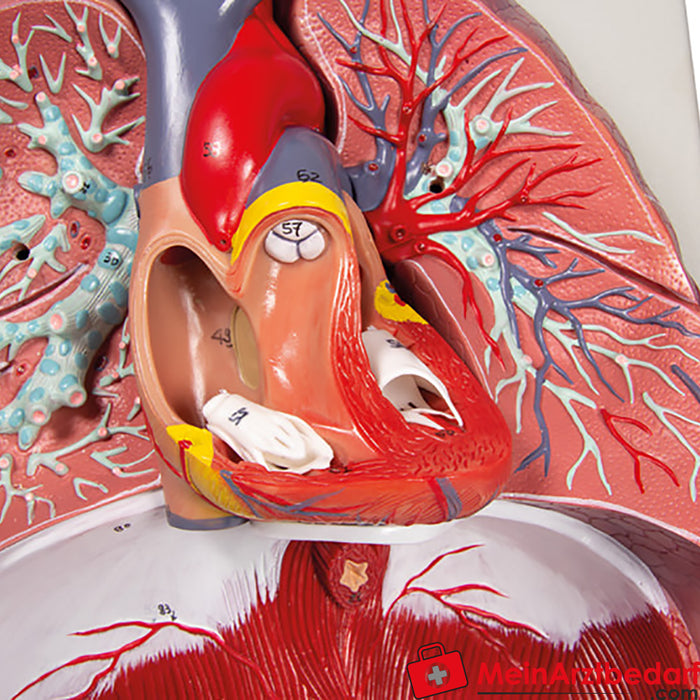 Erler Zimmer pulmones, corazón y laringe, 7 partes