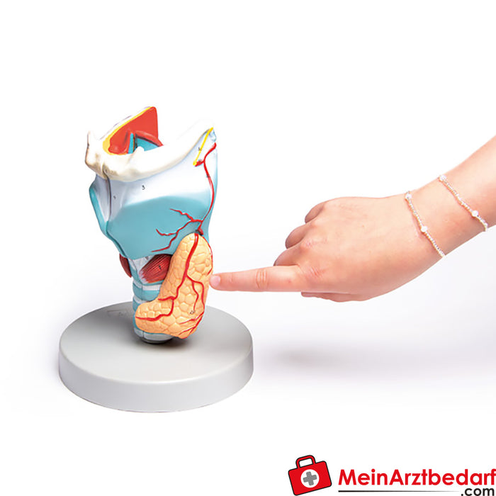 Erler Zimmer Larynx model, 2 times size, 5 parts