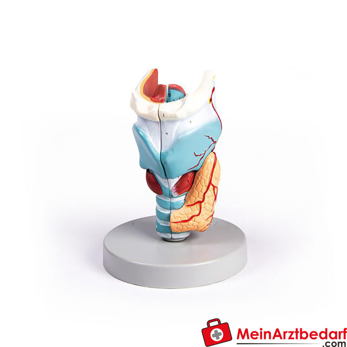 Erler Zimmer Larynx model, 2 times size, 5 parts