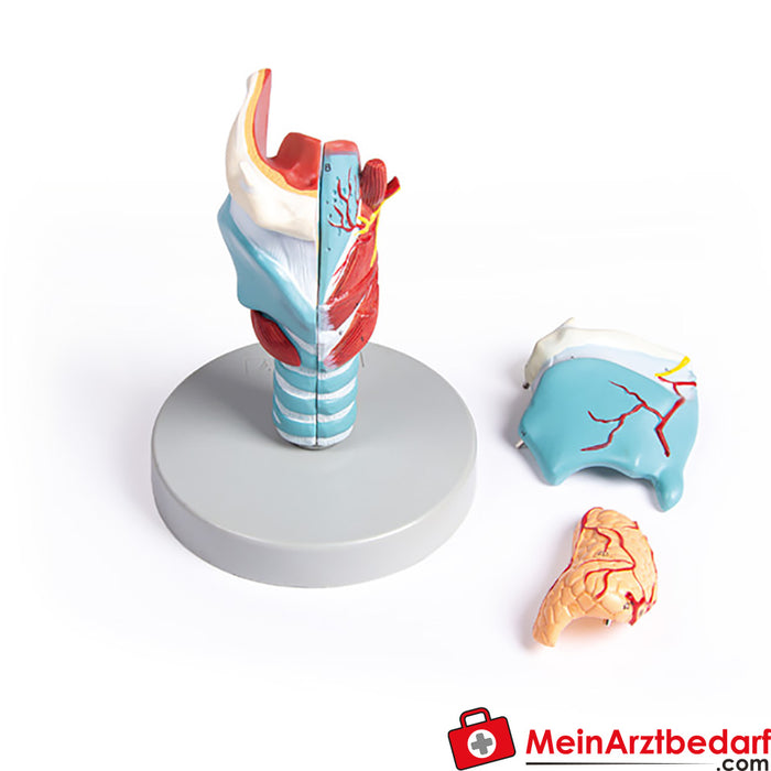 Erler Zimmer Larynx model, 2 times size, 5 parts
