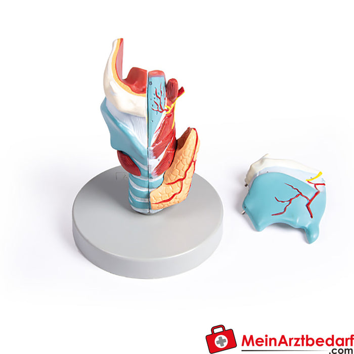 Modelo de laringe Erler Zimmer, tamaño 2x, 5 piezas