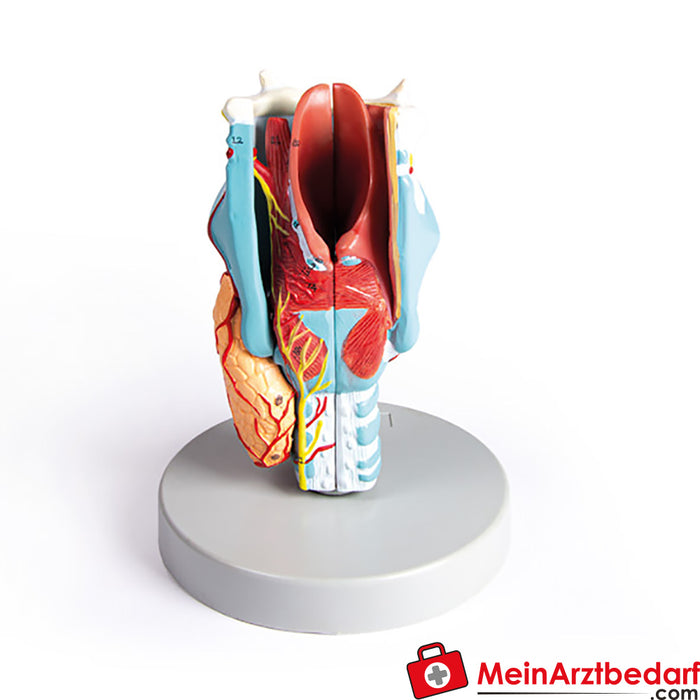 Erler Zimmer Larynx model, 2 times size, 5 parts