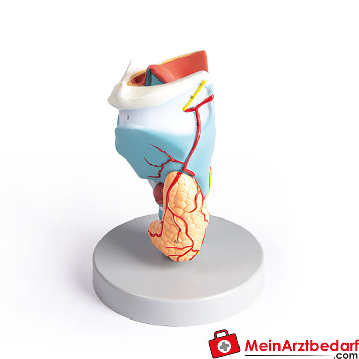 Erler Zimmer Larynx model, 2 times size, 5 parts