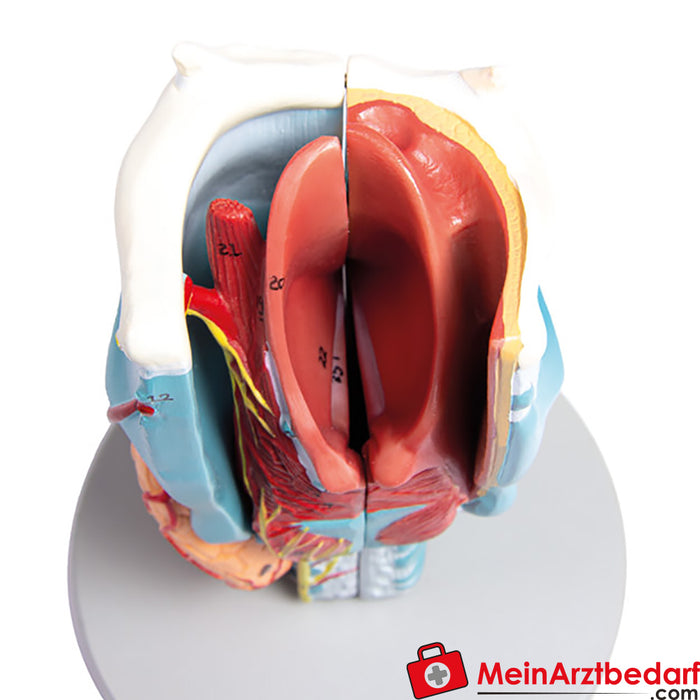 Erler Zimmer Larynx model, 2 times size, 5 parts