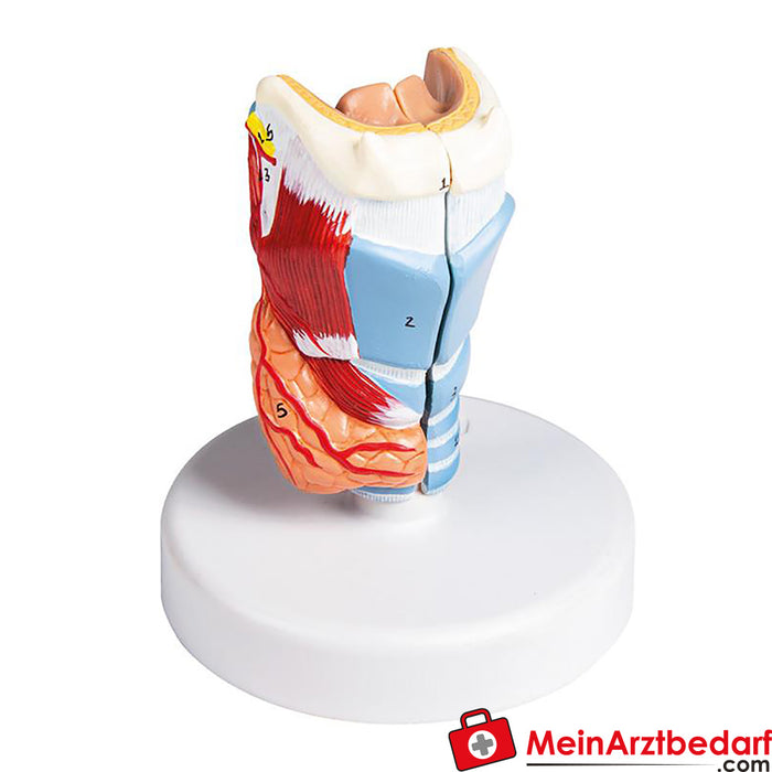 Erler Zimmer Larynx model, life size, 2parts