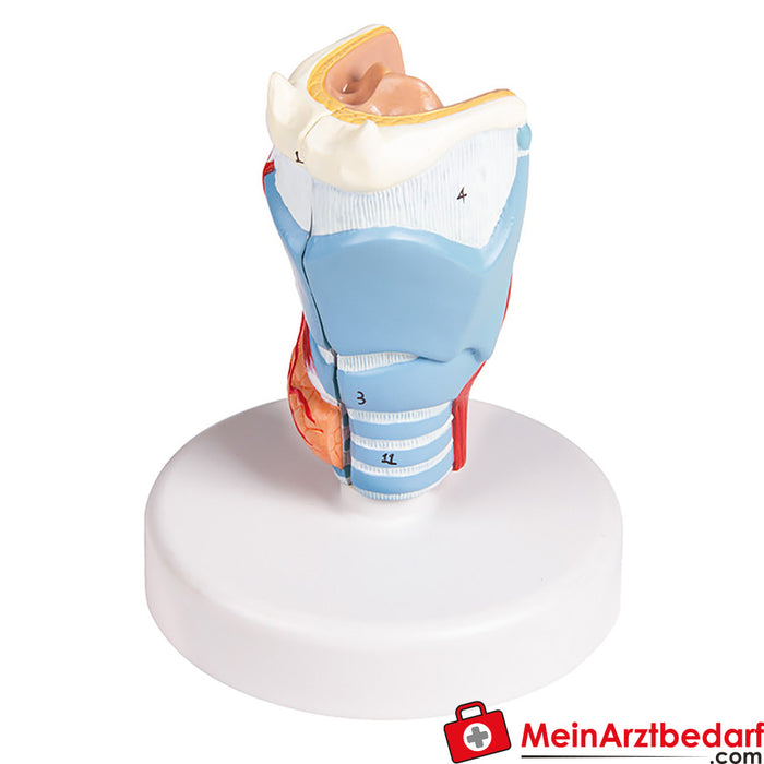 Erler Zimmer Modèle de larynx, taille réelle, 2 pièces