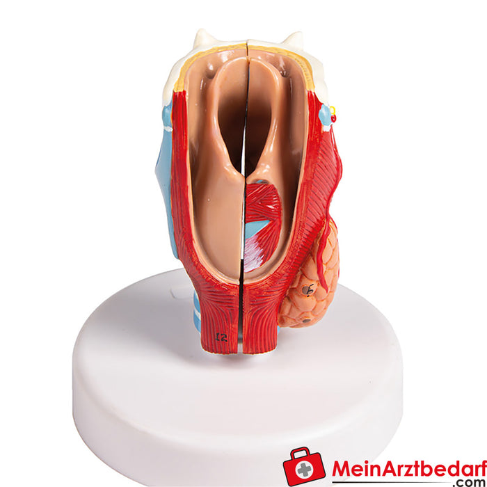 Erler Zimmer Modelo Larynx, tamaño natural, 2 piezas