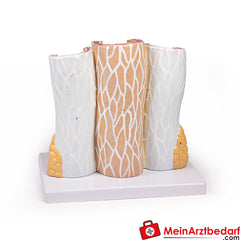 Erler-Zimmer Arterie und Venen Modell, 20-fach vergrößert.