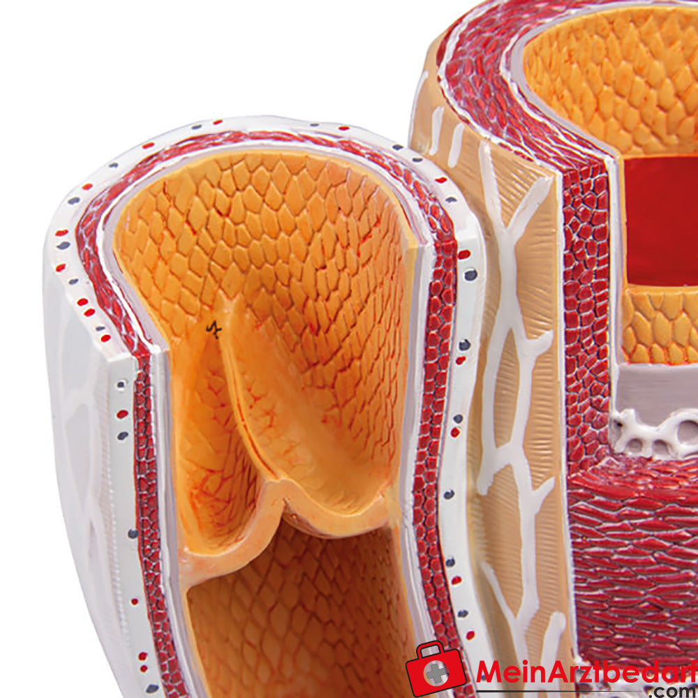 Erler-Zimmer Arterie und Venen Modell, 20-fach vergrößert.