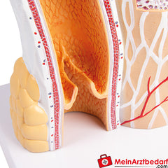 Erler-Zimmer Arterie und Venen Modell, 20-fach vergrößert.