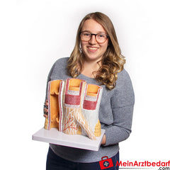 Erler-Zimmer Arterie und Venen Modell, 20-fach vergrößert.