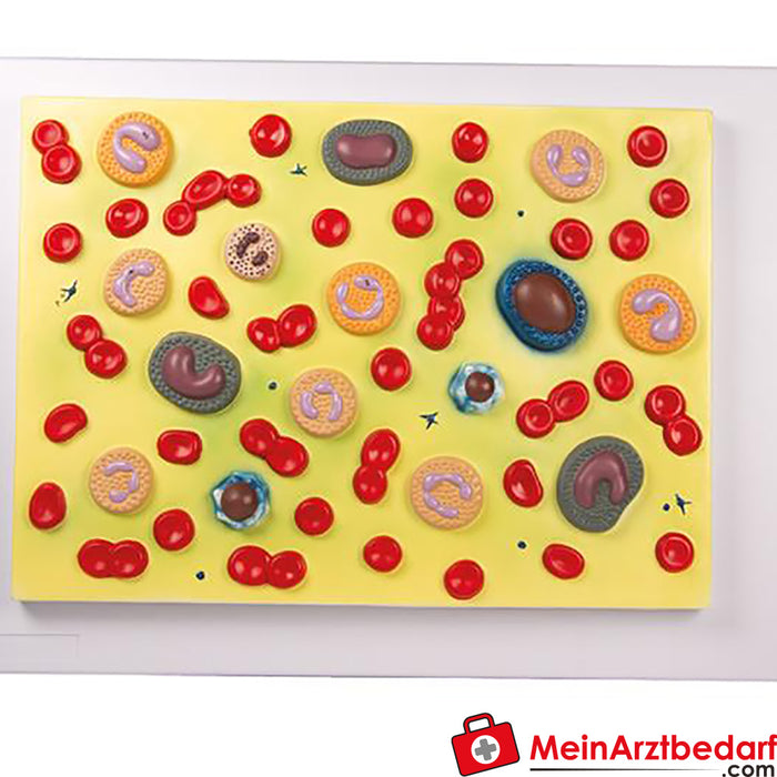 Erler Zimmer Blood cells