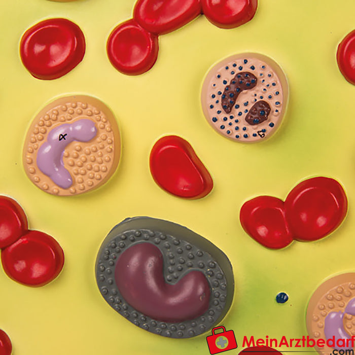 Células sanguíneas de Erler Zimmer