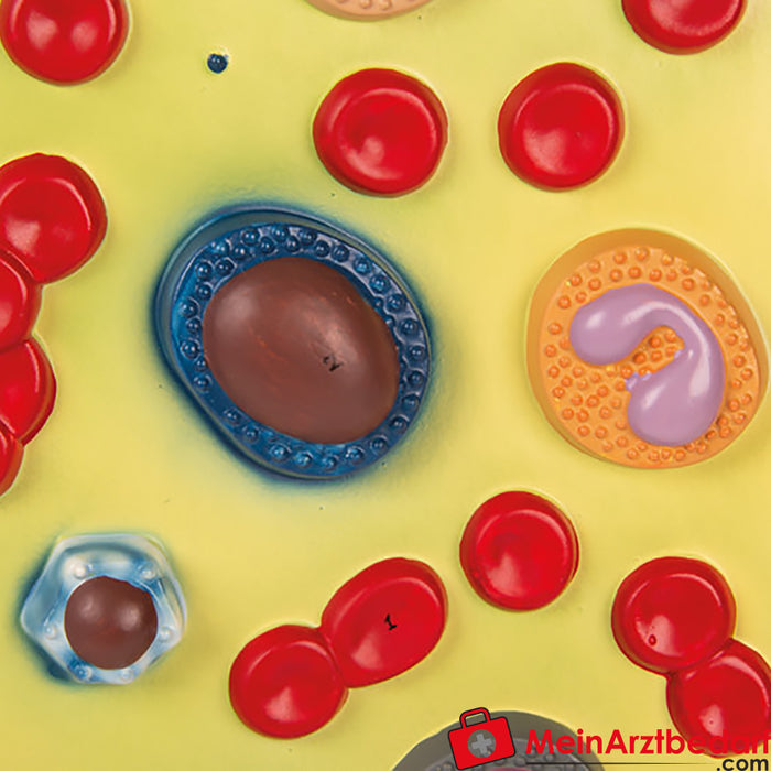 Erler Zimmer Blood cells