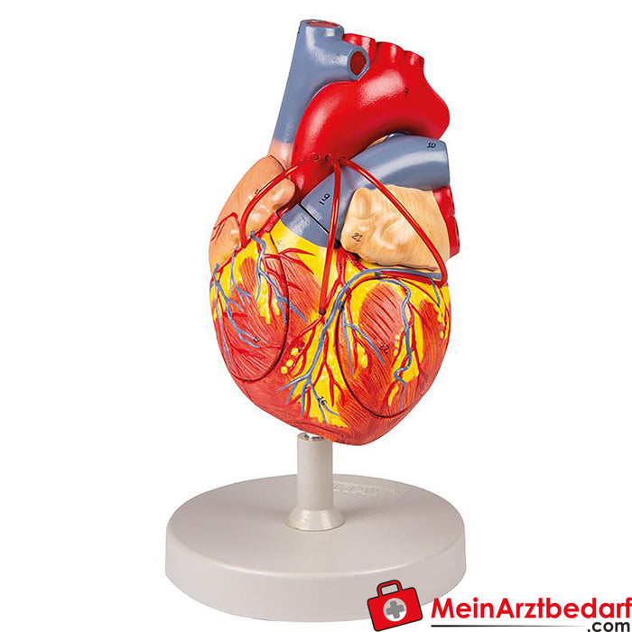 Erler Zimmer Heart with bypass, 2 times life size, 4 parts