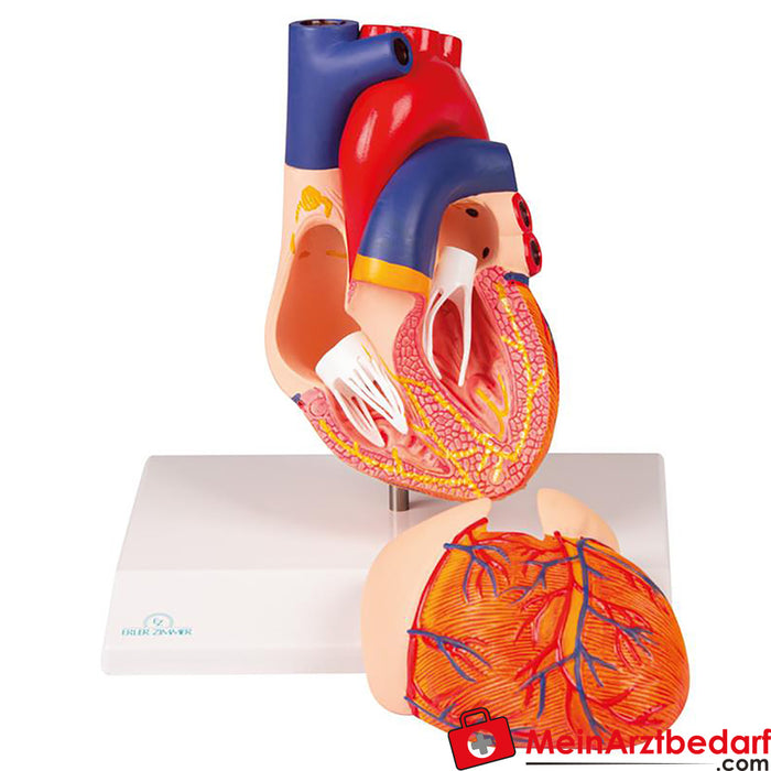 Modelo cardíaco Erler - zimmer, de 2 piezas, con sistema de conducción estimulante