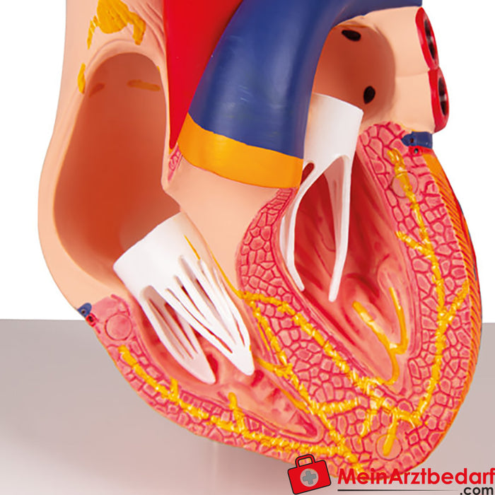 Erler Zimmer Heart model, 2-part with conduction system