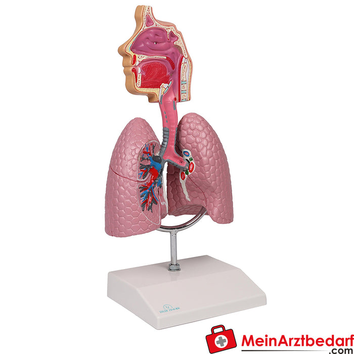 Erler Zimmer Modelo das vias respiratórias - EZ Augmented Anatomy