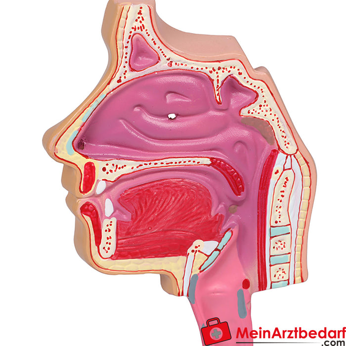 Erler Zimmer Atemwegsmodell - EZ Augmented Anatomy