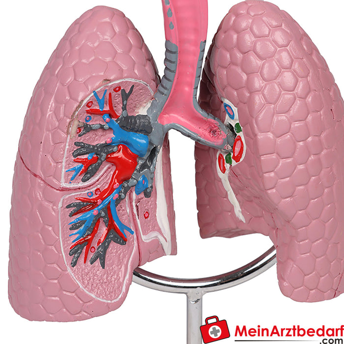 Erler Zimmer Airway Model - EZ Augmented Anatomy