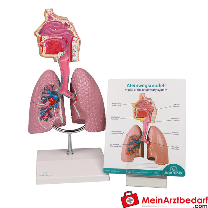 Erler Zimmer Modello delle vie aeree - Anatomia aumentata EZ