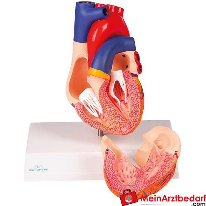 Erler Zimmer Modelo de coração, tamanho natural, 2 partes - EZ Augmented Anatomy