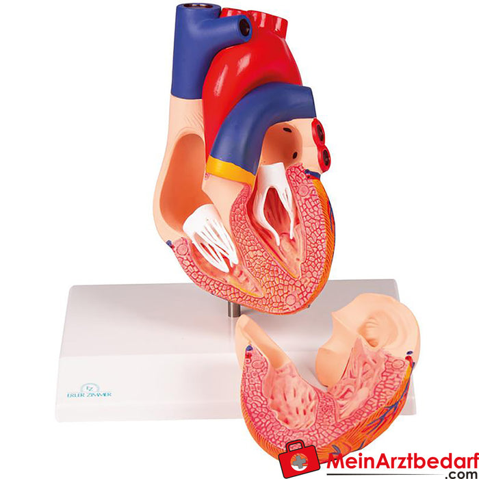 Erler Zimmer Heart model, natural size, 2 parts - EZ Augmented Anatomy