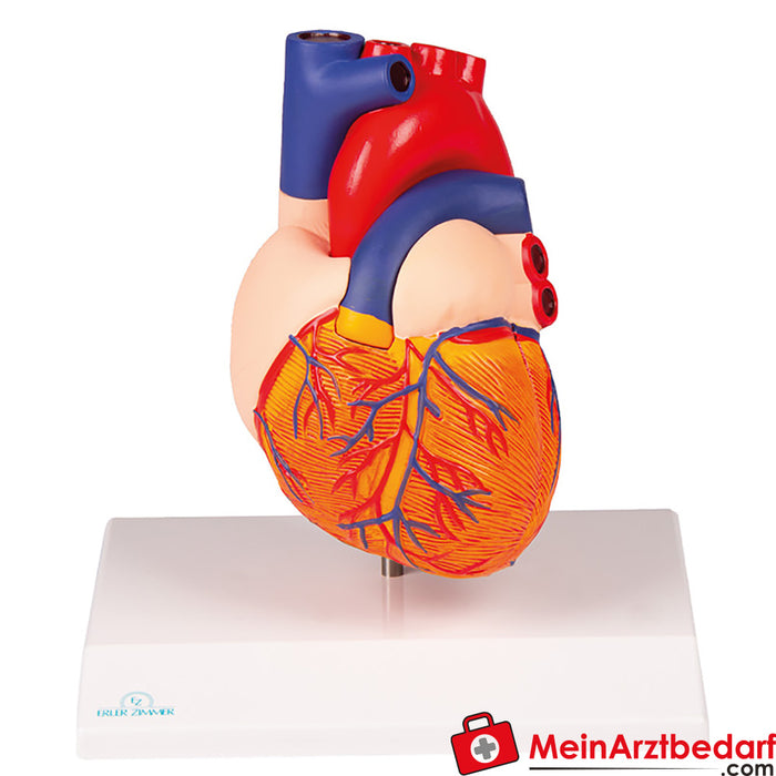 Erler Zimmer Modelo de coração, tamanho natural, 2 partes - EZ Augmented Anatomy
